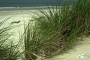 Strandhafer MMB1832