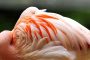 Flamingo MMB0323