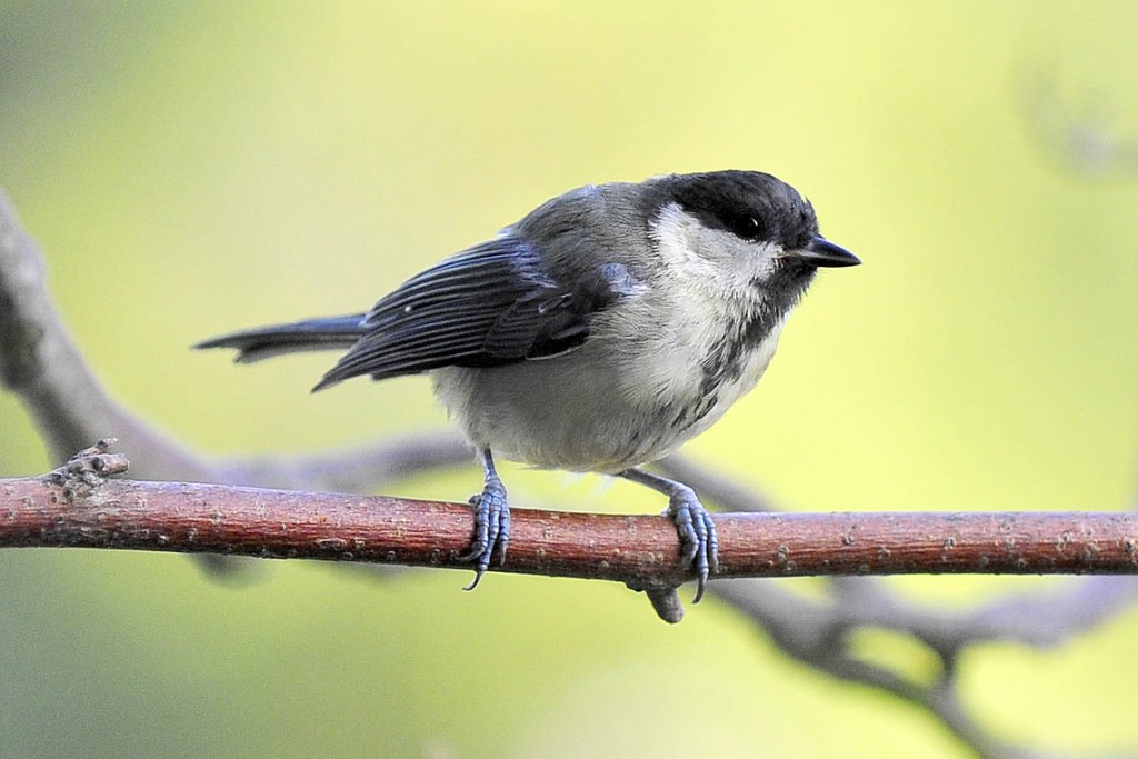 DIE TANNENMEISE [ NATURSCHUTZruhr ]