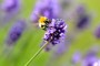 Ackerhummel MMB05051