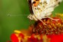Distelfalter MMB0452