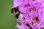 Gartenhummel MMB0077