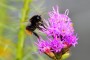 Steinhummel MMB0044