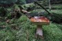 Bild1 Wald und Holz NRW