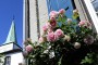 Kletterrose MMB0880