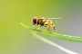 Schwebfliege MMB0029