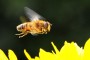 Schwebfliege MMB0081