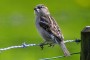 Spatz MMB0533