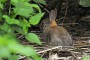 Wildkaninchen MMB0006