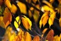 Herbststimmung MMB0042