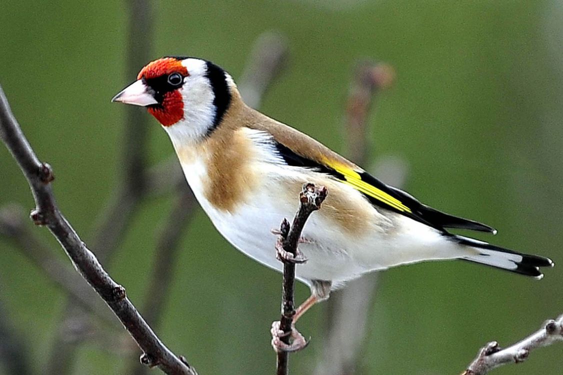 Zu Besuch beim Stieglitz Naturschutz Ruhr