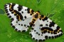 stachelbeerspanner imago
