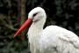 Storch MMB0257