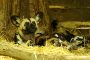 Wildhunde MMB0155