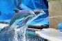 Delfinarium MMB0133