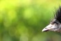 Emu