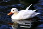 Ente4 MMB0474