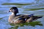 Ente5 MMB0511