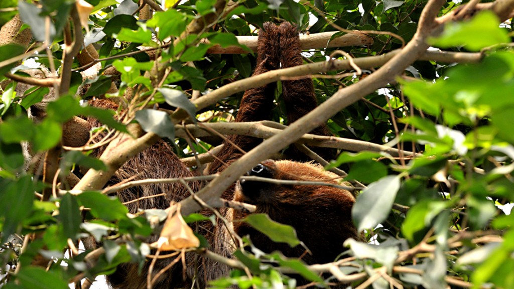  DAS ZWEIFINGER-FAULTIER - [ NATURSCHUTZruhr ] 