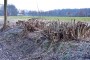 Gehölzschnitt Bild 1