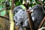 Koala Baby MMB0378