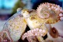 SEA LIFE Octopus bimaculoides