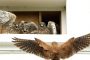 04 Turmfalke Rosl Roessner