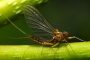 Eintagsfliege MMB0024