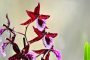 Orchidee MMB0055