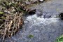 Waldbach MMB0144