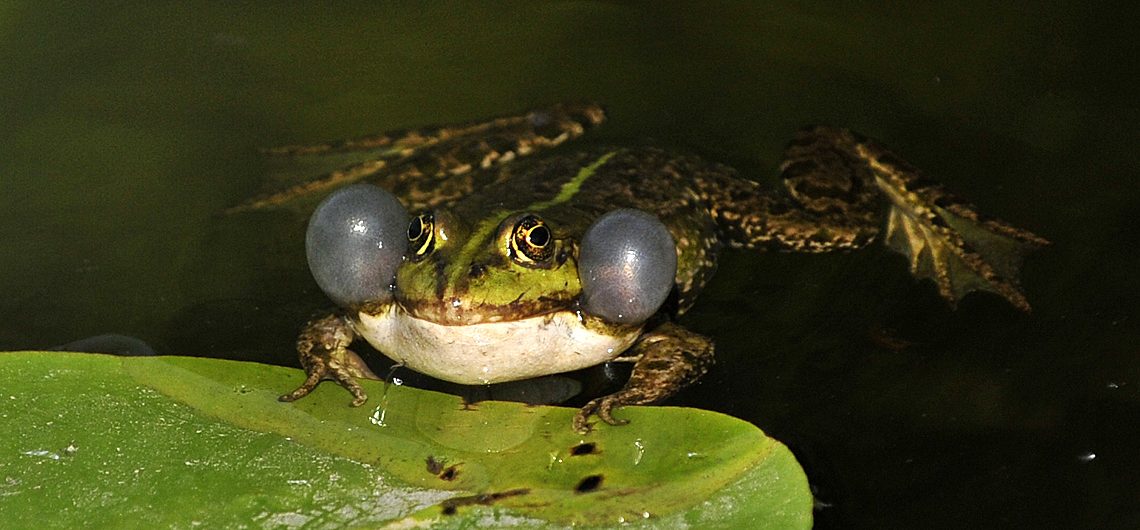 DER WASSERFROSCH Naturschutz Ruhr