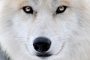 Wolf MMB 5736