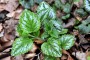wald MMB0276