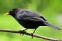 Amsel MMB0051