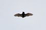 Fledermaus MMB0194