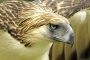 Klaus Nigge Philippinenadler