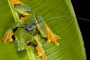 Frosch mit Sender Martin Wikelski ARTS Copyright MaxCine 1