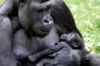 Gorillababy MMB0223
