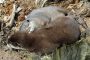 SEA LIFE Otter kuscheln