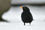 Amsel MMB0331