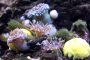 SL Anemonen