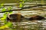 nutria20090424 MMB0138
