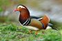 Mandarin Ente MMB6788