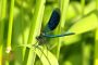 Libelle