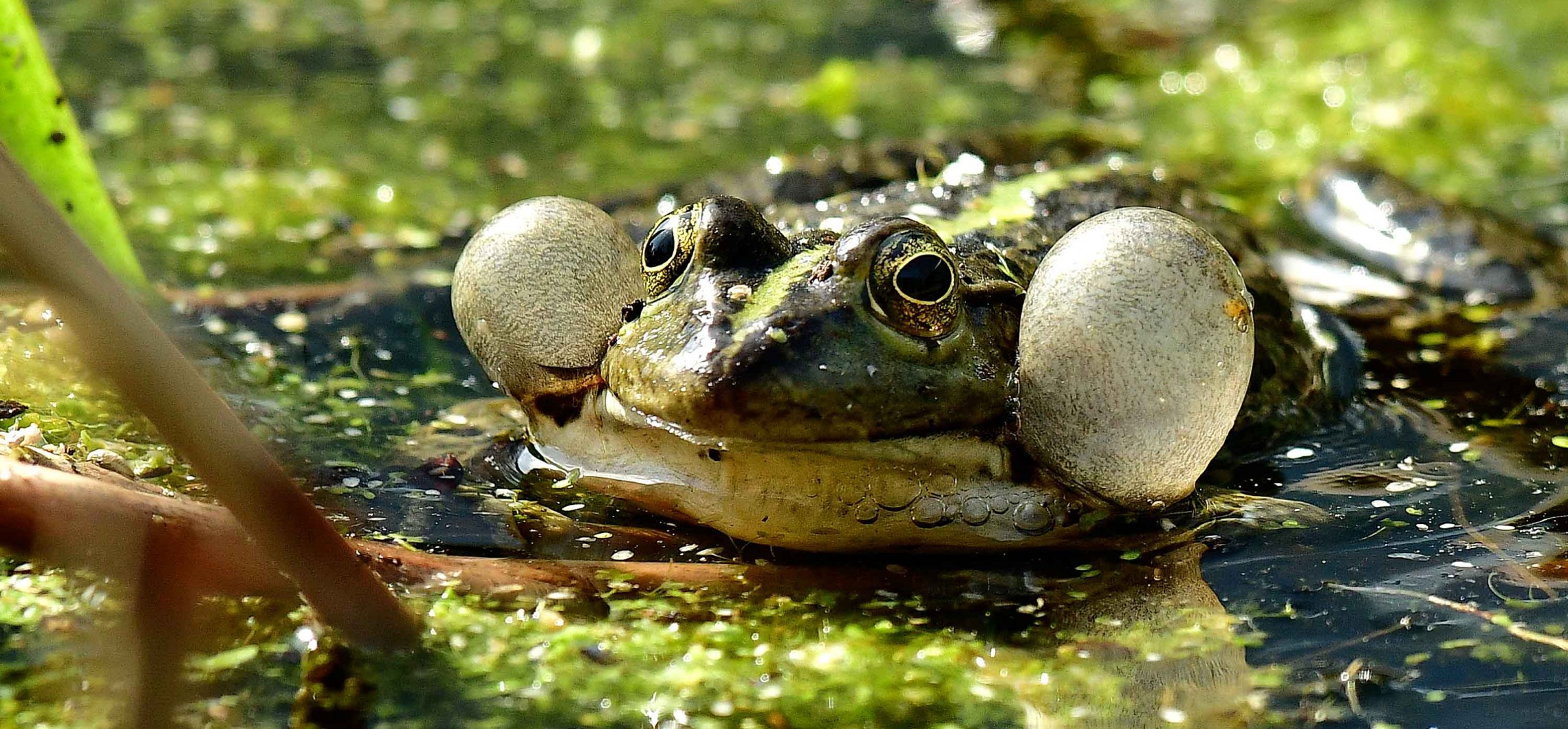 DER WASSERFROSCH Naturschutz Ruhr