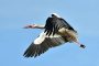 Storch MMB0388