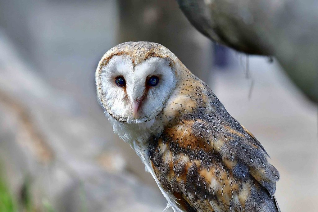 DIE SCHLEIEREULE [ NATURSCHUTZruhr ]