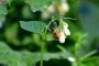 wiesse Blume MMB2687