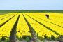 Tulpenfelder MMB0614