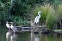 Graureiher mit Nilgänsen MMB8599